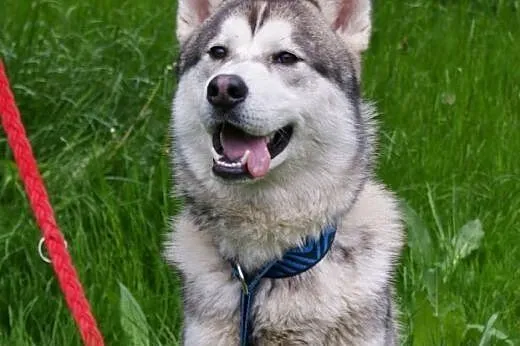 Hassan roczny alaskan malamute ,  śląskie Katowice