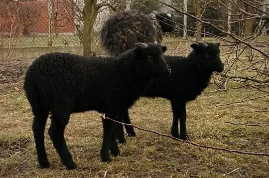 Owce wrzosówki - baran, baranek