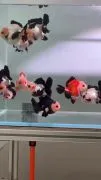 UARU PANDA AKWARIUM RYBY ŚŁODKOWODNE I DZIĘKUJĘ ZA SPRZEDAŻ.