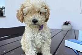 Pudel toy