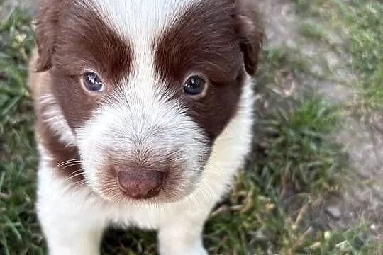 Border Collie czekoladowo-biała suczka, Łódzkie, Łódź
