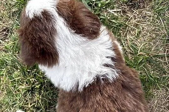 Border Collie czekoladowo-biała suczka, Łódzkie, Łódź