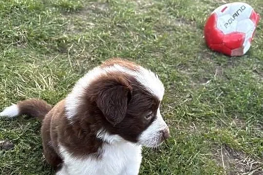 Border Collie czekoladowo-biała suczka, Łódzkie, Łódź