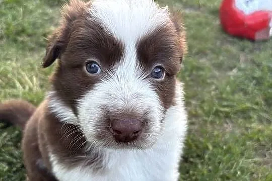 Border Collie czekoladowo-biała suczka, Łódzkie, Łódź