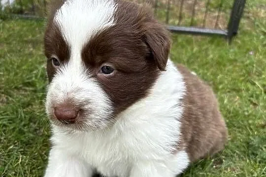 Border Collie czekoladowo-biała suczka, Łódzkie, Łódź