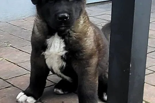 Akita Amerykańska szczeniaki ostatni piesek
