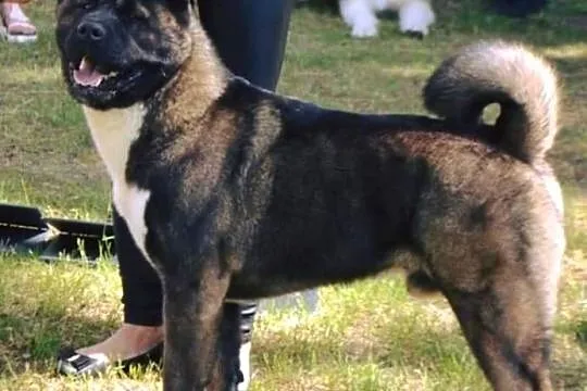 Akita Amerykańska szczeniaki ostatni piesek, Wielkopolskie, Koźmin Wielkopolski