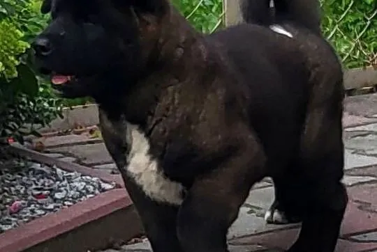 Akita Amerykańska szczeniaki ostatni piesek, Wielkopolskie, Koźmin Wielkopolski
