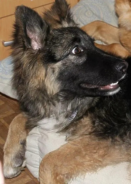 Prześliczna półroczna Arya poleca się do adopcji!,