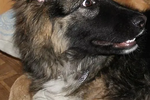 Prześliczna półroczna Arya poleca się do adopcji!, mazowieckie Warszawa