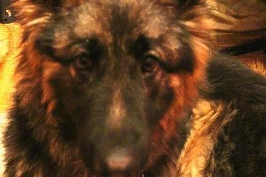 Prześliczna półroczna Arya poleca się do adopcji!,