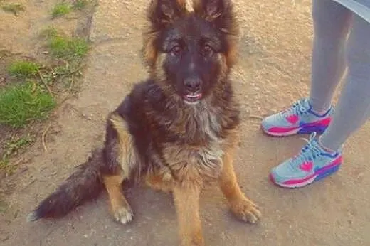 Prześliczna półroczna Arya poleca się do adopcji!,