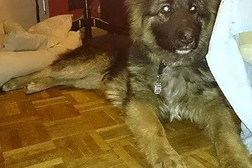 Prześliczna półroczna Arya poleca się do adopcji!,