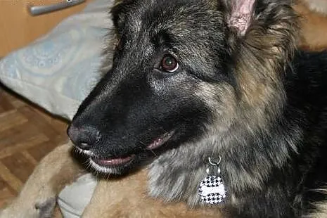 Prześliczna półroczna Arya poleca się do adopcji!,
