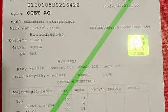 Ogier zimnokrwisty typ sztumski z licencją, Wielkopolskie, Krotoszyn
