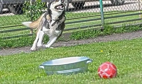 PAKO- wesoły pieszczoch mix husky do adopcji, mał