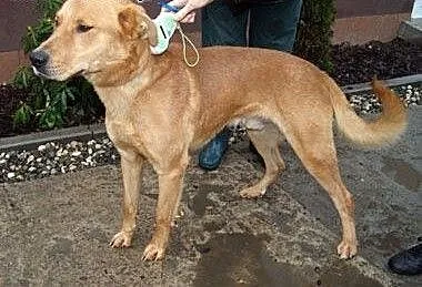 Rudzielec - nieufny mix labradora czeka na domek,
