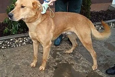 Rudzielec - nieufny mix labradora czeka na domek, 