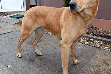 Rudzielec - nieufny mix labradora czeka na domek, 