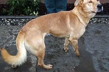 Rudzielec - nieufny mix labradora czeka na domek, 