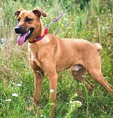 BARNEY - młody, wesoły, łagodny psiak do adopcji, mazowieckie Warszawa, Mazowieckie, Warszawa