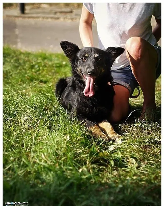 Roczny Winner w typie kompaktowego owczarka niemie