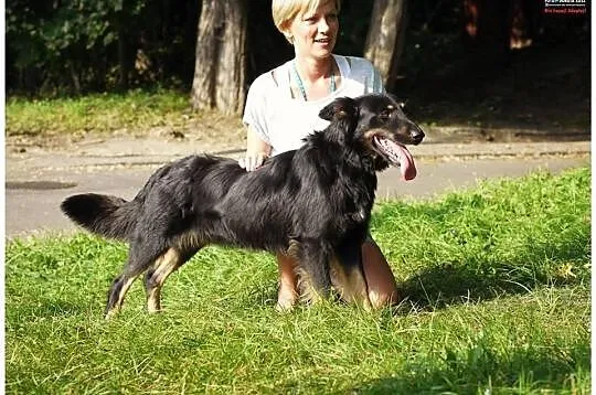 Roczny Winner w typie kompaktowego owczarka niemie