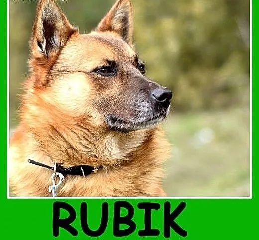 Średni 15 kg,spokojny, łagodny, rudy psiak RUBIK.A