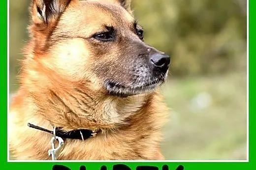 Średni 15 kg,spokojny, łagodny, rudy psiak RUBIK.A