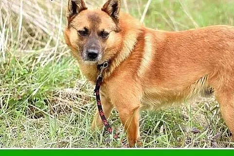 Średni 15 kg,spokojny, łagodny, rudy psiak RUBIK.A