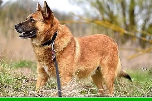 Średni 15 kg,spokojny, łagodny, rudy psiak RUBIK.A