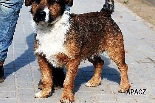 APACZ piękny piesek o dobrym charakterze gaśnie w 