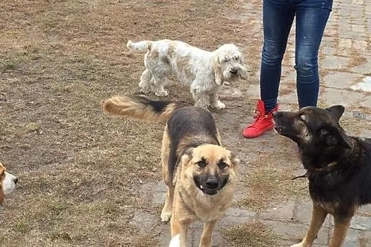 Zupełnie niekonfliktowa Saba, zakochana w człowiek