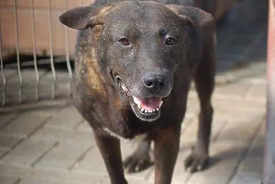 Niesamowicie skrzywdzona przez los,cudowna Mila - pokochaj,adoptuj!