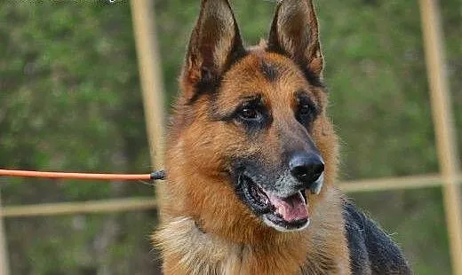 TORIN - owczar pierwszej wody, szuka z Tobą przygo