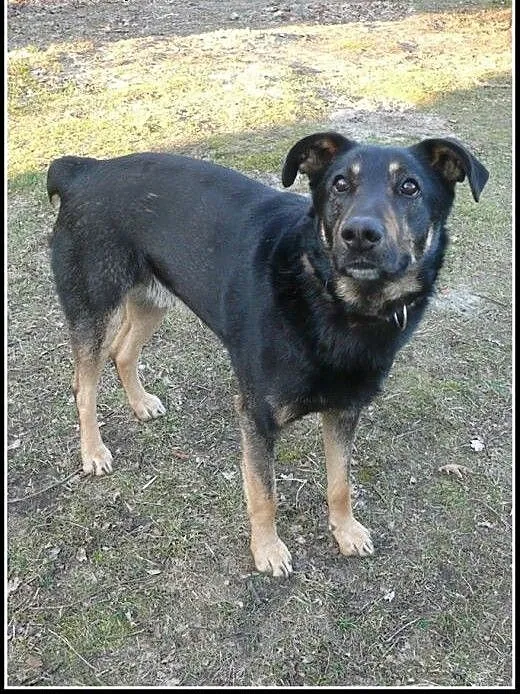Dyziek - super kumpel do adopcji!, mazowieckie Wa