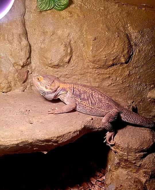 Agama Brodata, Zachodniopomorskie, Szczecinek