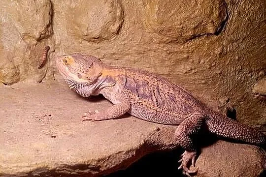 Agama Brodata, Zachodniopomorskie, Szczecinek