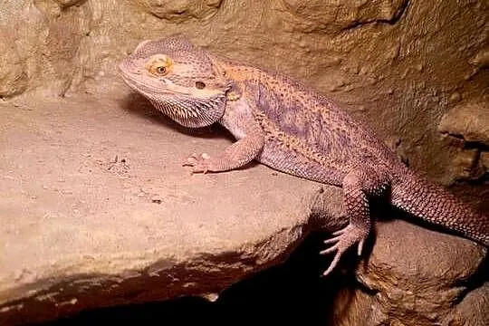 Agama Brodata, Zachodniopomorskie, Szczecinek