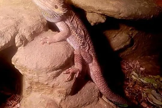 Agama Brodata, Zachodniopomorskie, Szczecinek