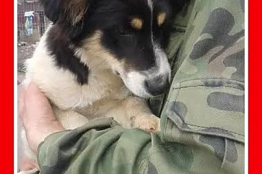 3 mies. szczeniak,średnia docelowo suczka RÓŻYCZKA.Adopcja,  mazowieckie Warszawa