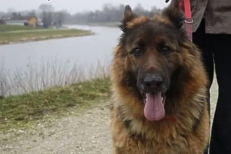 Daisy Owczarek niemiecki  - psi ideał. Nie żartuje