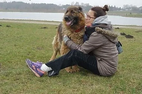 Daisy Owczarek niemiecki  - psi ideał. Nie żartuje