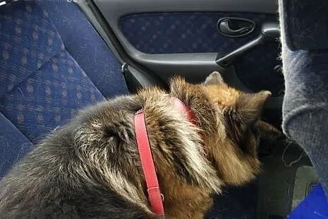 Daisy Owczarek niemiecki  - psi ideał. Nie żartuje