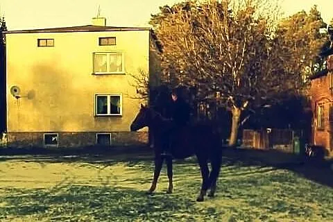 Sprzedam kasztankę