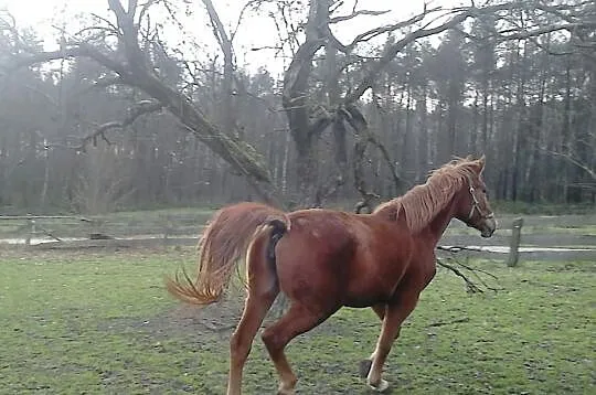 Sprzedam kasztankę