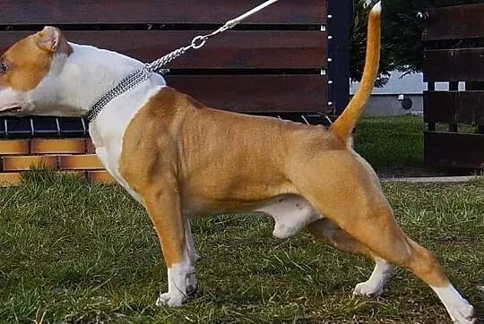 Szczenięta American Staffordshire Terrier, Wyszków
