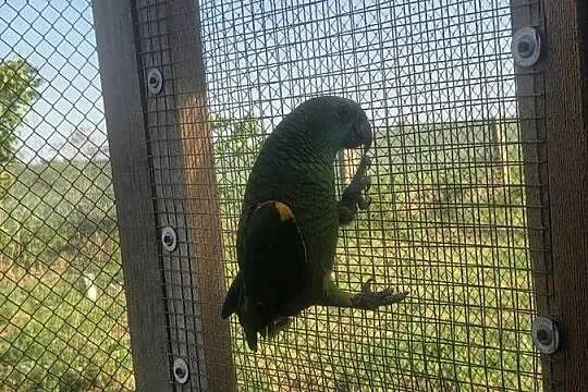 Amazonka niebieskoczelna samica, Dolnośląskie, Tymowa