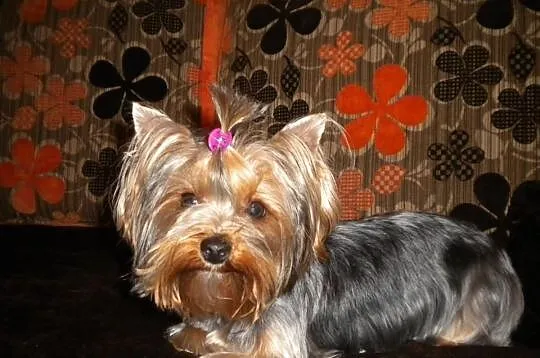 Yorki Yoreczki Mini po bardzo ładnych rodzicach