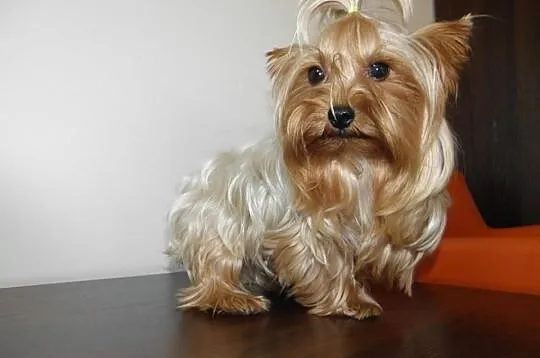 Yorki Yoreczki Mini po bardzo ładnych rodzicach
